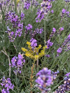 flowers of narrow-leaved lavender of purple color long stems narrow leaves