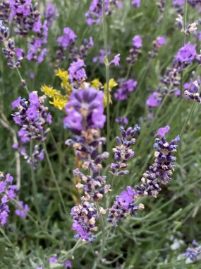 flowers of narrow-leaved lavender of purple color long stems narrow leaves