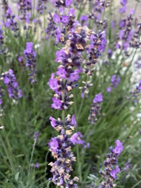 flowers of narrow-leaved lavender of purple color long stems narrow leaves
