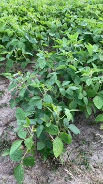 green soy leaves in good condition