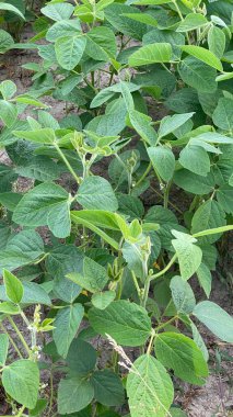 green soy leaves in good condition