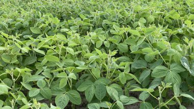 green soy leaves in good condition