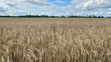 ready to harvest rough wheat in vicinity of Wlodawa