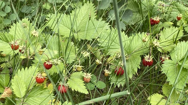 wild strawberries growing in vicinity of Wlodawa Poland in high grass in forest