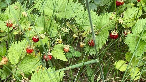 wild strawberries growing in vicinity of Wlodawa Poland in high grass in forest