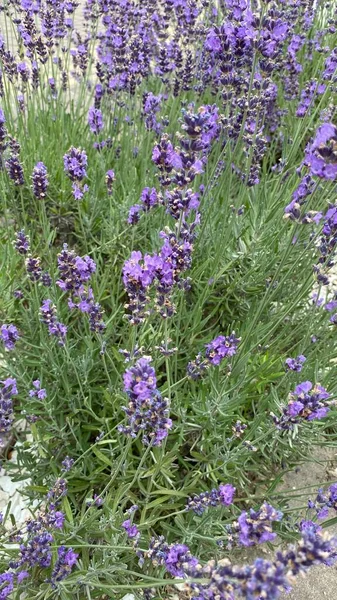 flowers of narrow-leaved lavender of purple color long stems narrow leaves