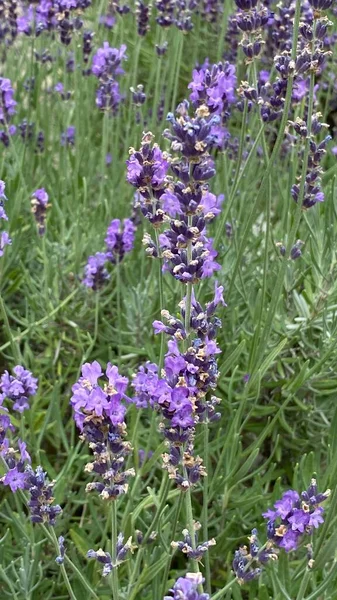 flowers of narrow-leaved lavender of purple color long stems narrow leaves