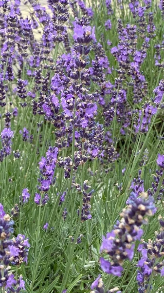 flowers of narrow-leaved lavender of purple color long stems narrow leaves