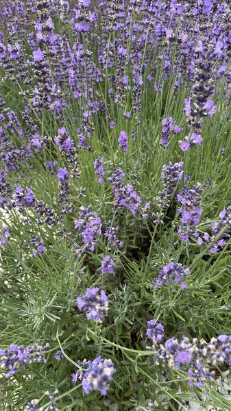 flowers of narrow-leaved lavender of purple color long stems narrow leaves