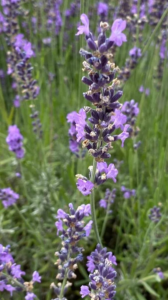 flowers of narrow-leaved lavender of purple color long stems narrow leaves