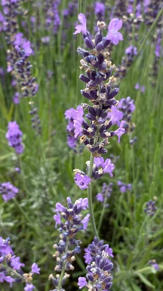 Flowers Narrow Leaved Lavender Purple Color Long Stems Narrow Leaves — Fotografia de Stock