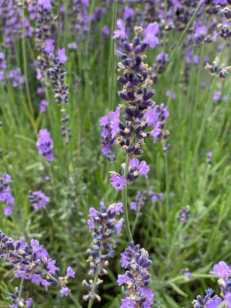 flowers of narrow-leaved lavender of purple color long stems narrow leaves