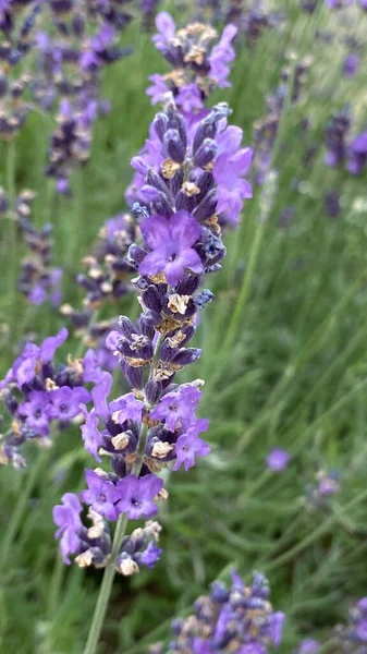 flowers of narrow-leaved lavender of purple color long stems narrow leaves