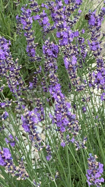 flowers of narrow-leaved lavender of purple color long stems narrow leaves