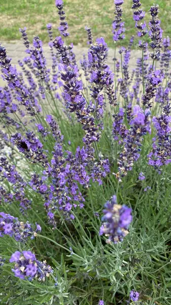 flowers of narrow-leaved lavender of purple color long stems narrow leaves
