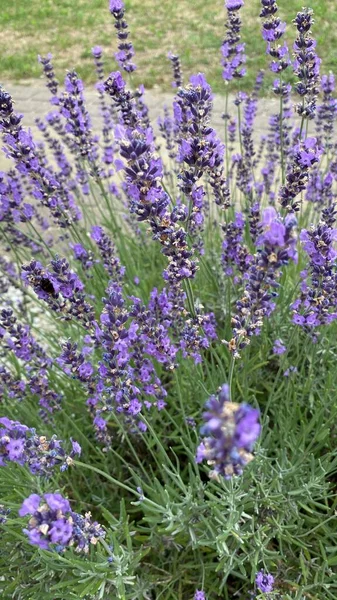 Flowers Narrow Leaved Lavender Purple Color Long Stems Narrow Leaves — Stock Photo, Image