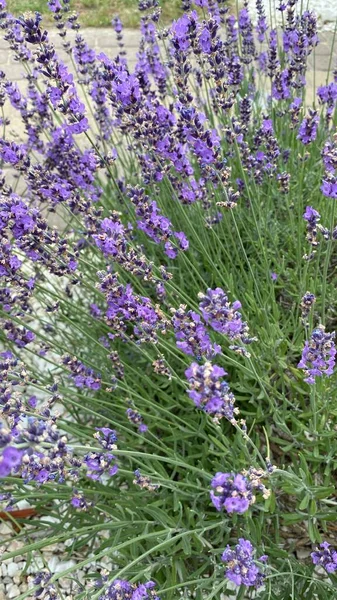 flowers of narrow-leaved lavender of purple color long stems narrow leaves