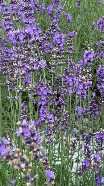 flowers of narrow-leaved lavender of purple color long stems narrow leaves
