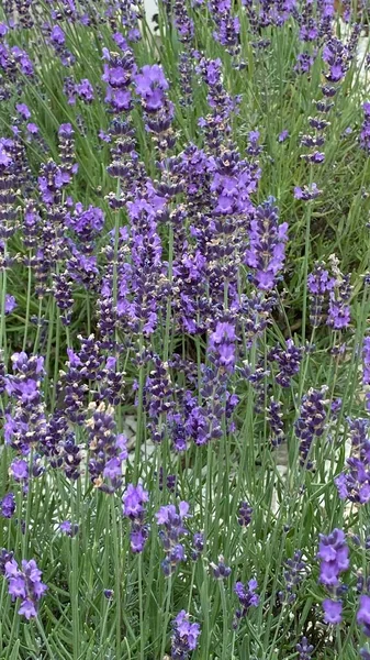 flowers of narrow-leaved lavender of purple color long stems narrow leaves