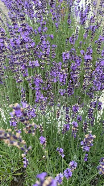 flowers of narrow-leaved lavender of purple color long stems narrow leaves