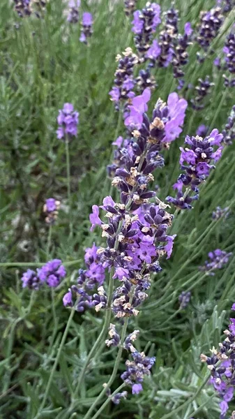 flowers of narrow-leaved lavender of purple color long stems narrow leaves