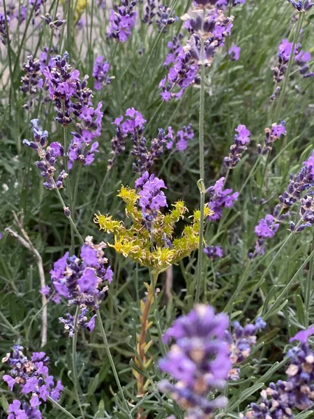 flowers of narrow-leaved lavender of purple color long stems narrow leaves