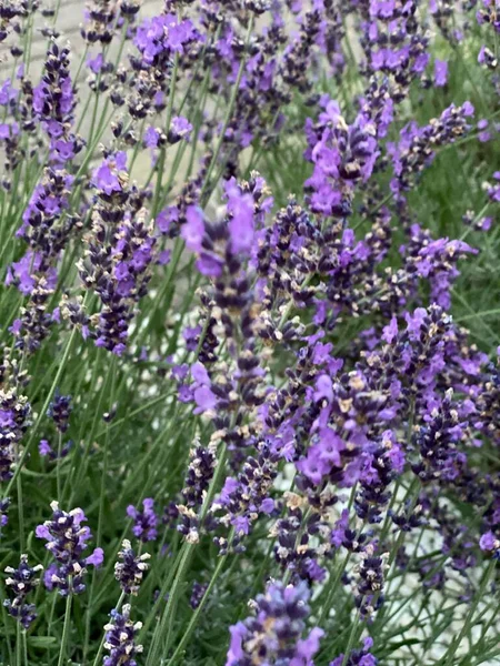 flowers of narrow-leaved lavender of purple color long stems narrow leaves