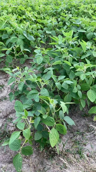 green soy leaves in good condition