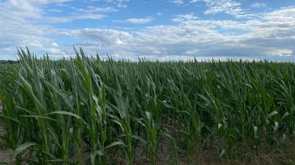 green leaves large plants in cultivated field corn ordinary