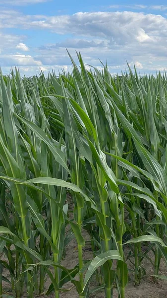 green leaves large plants in cultivated field corn ordinary