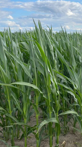 green leaves large plants in cultivated field corn ordinary