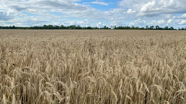 ready to harvest rough wheat in vicinity of Wlodawa