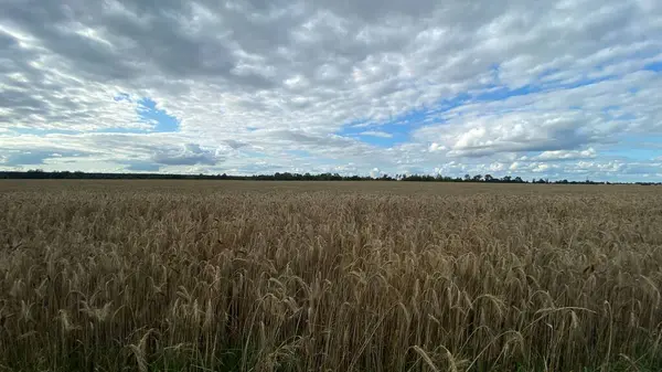 ready to harvest rough wheat in vicinity of Wlodawa