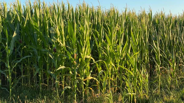 green leaves large plants in cultivated field corn ordinary