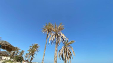 large palm trees blue sky sandy beach with white sand