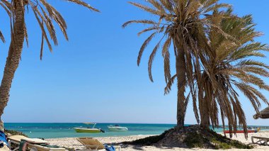 large palm trees blue sky sandy beach with white sand