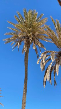 date proper island djerba blue sky