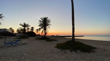 palm trees at sunrise on island of Djerba