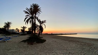 palm trees at sunrise on island of Djerba