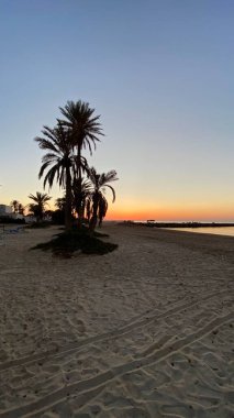 palm trees at sunrise on island of Djerba