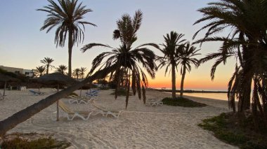palm trees at sunrise on island of Djerba