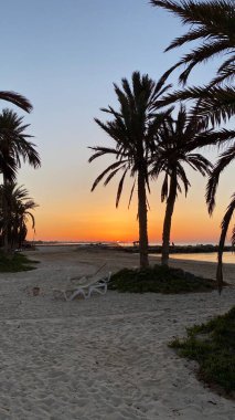 palm trees at sunrise on island of Djerba