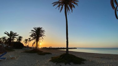 palm trees at sunrise on island of Djerba