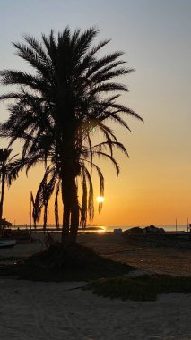 palm trees at sunrise on island of Djerba