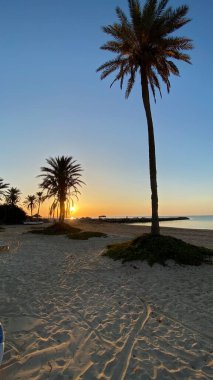 palm trees at sunrise on island of Djerba