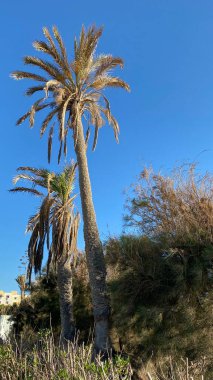 date proper island djerba blue sky