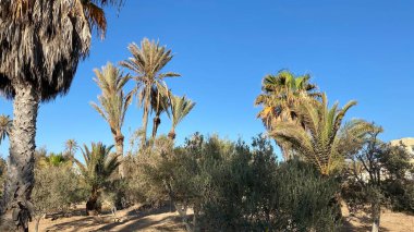 date proper island djerba blue sky