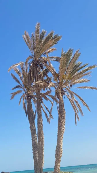 Date Proper Island Djerba Blue Sky — Stockfoto