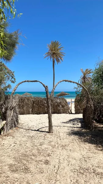 Large Palm Trees Blue Sky Sandy Beach White Sand — Foto de Stock