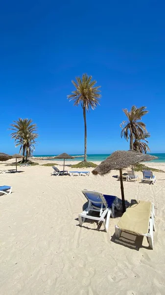 Large Palm Trees Blue Sky Sandy Beach White Sand — Foto de Stock